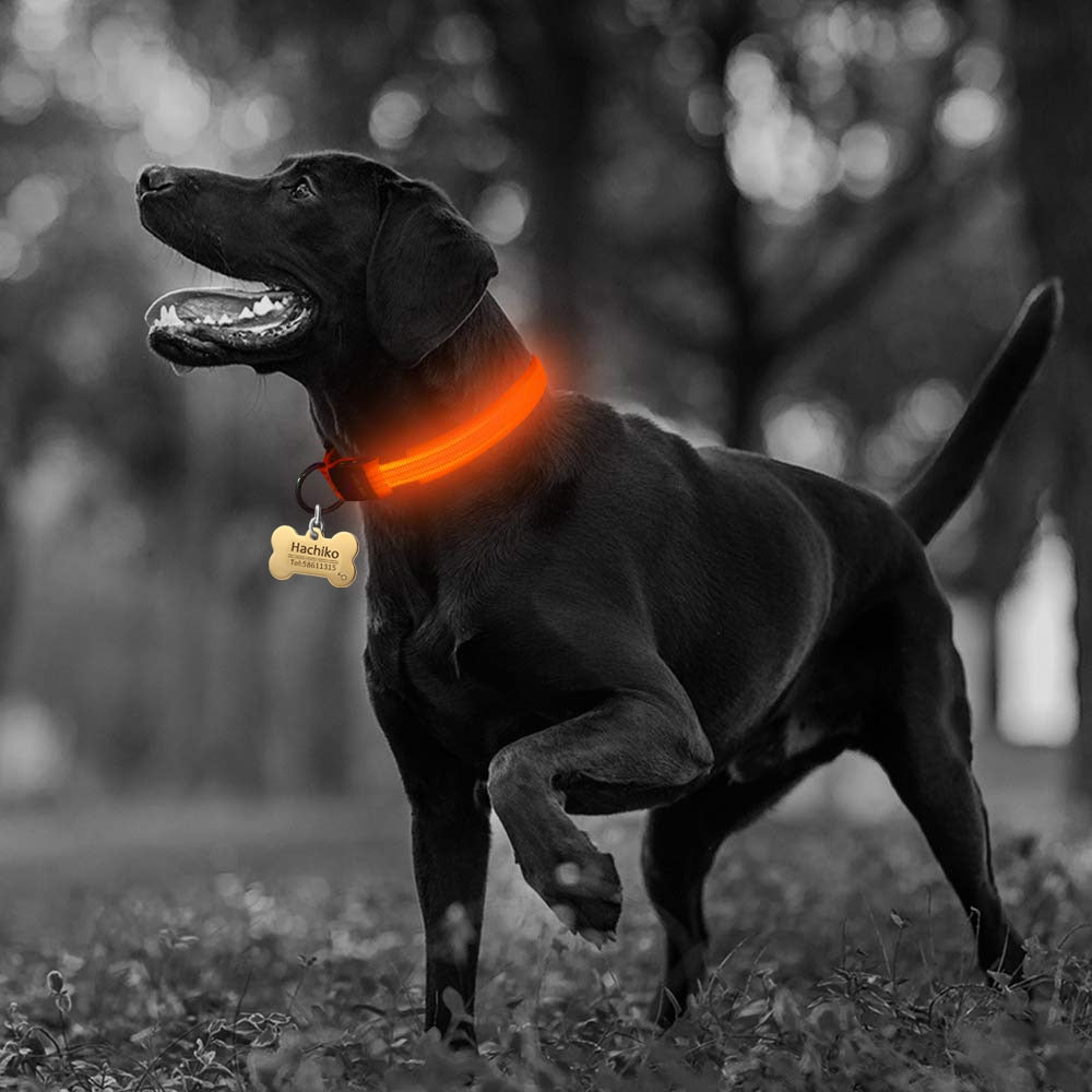LED Dog Collar 2-Pack – Adjustable Nylon Flashing Safety Collar for Night Walking (Replaceable Battery)